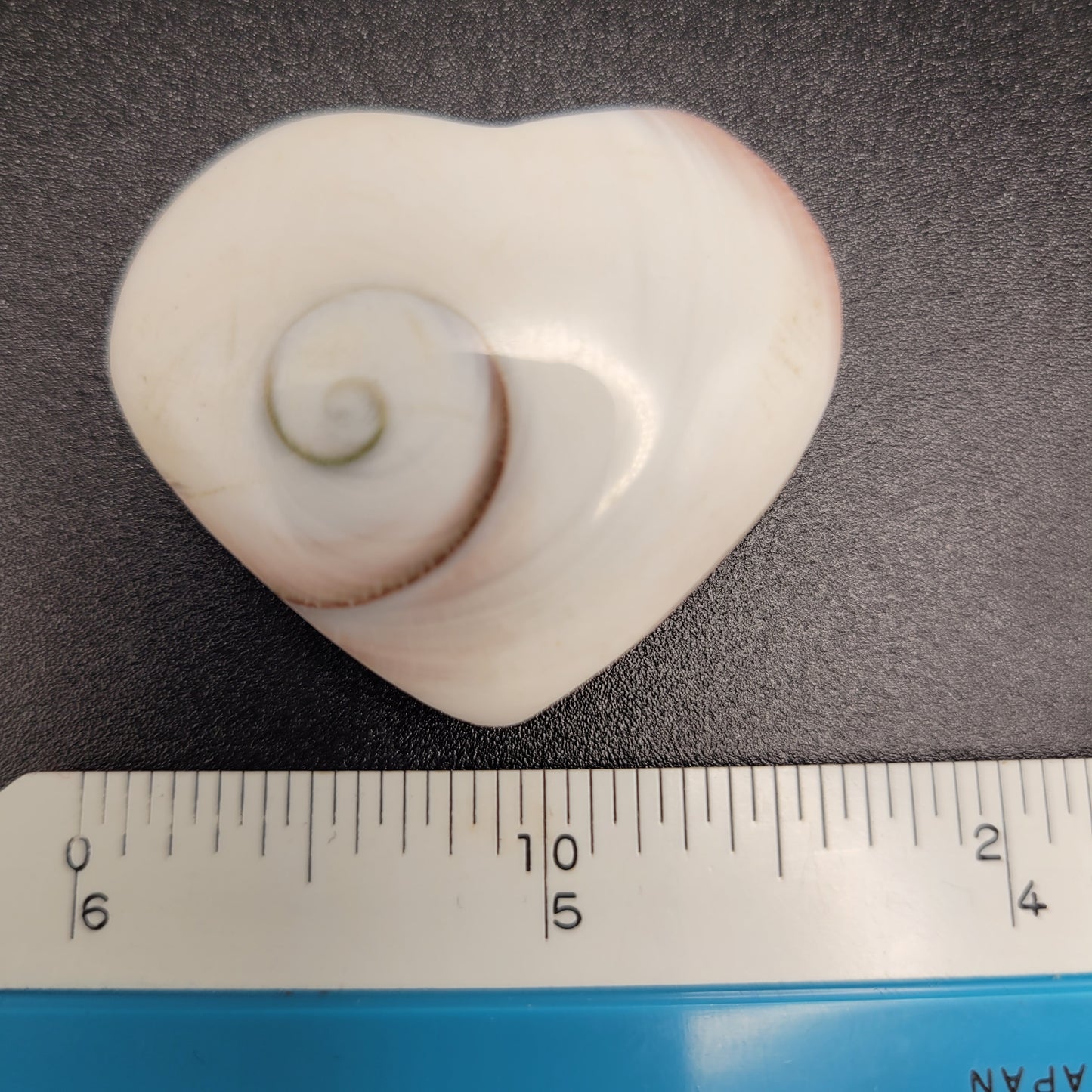 Heart Shiva Shell